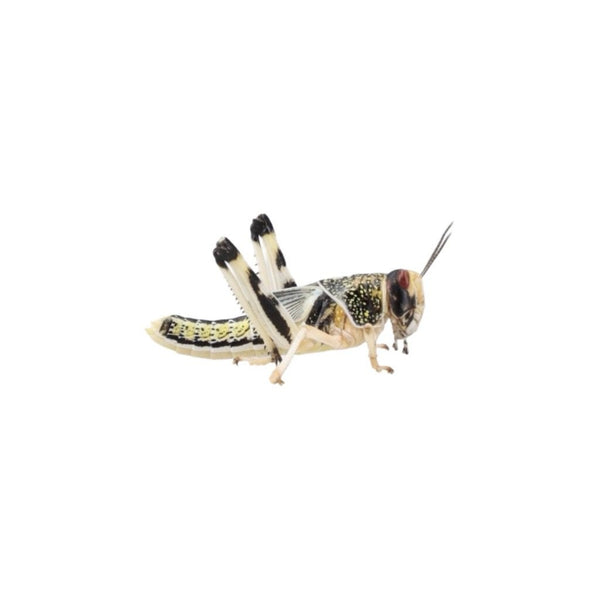 Large Locusts 20-35mm