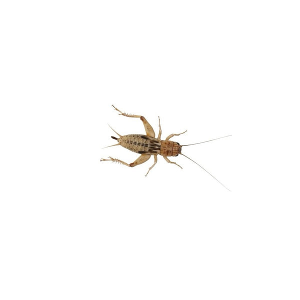 Large Silent Brown Crickets 15-20mm