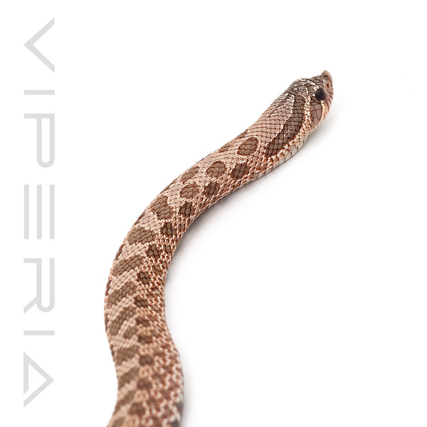 Lavender Hognose het Snow
