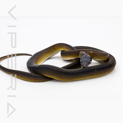 Northern White Lip Python
