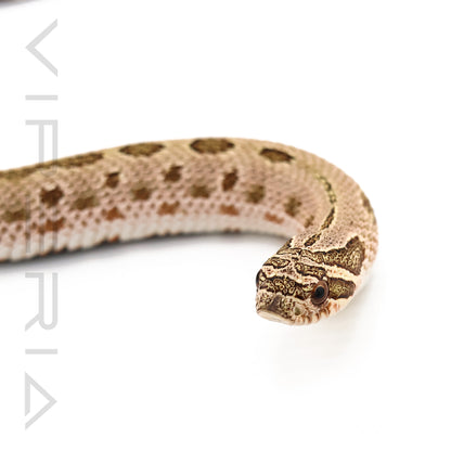 Lemon Ghost Conda Hognose