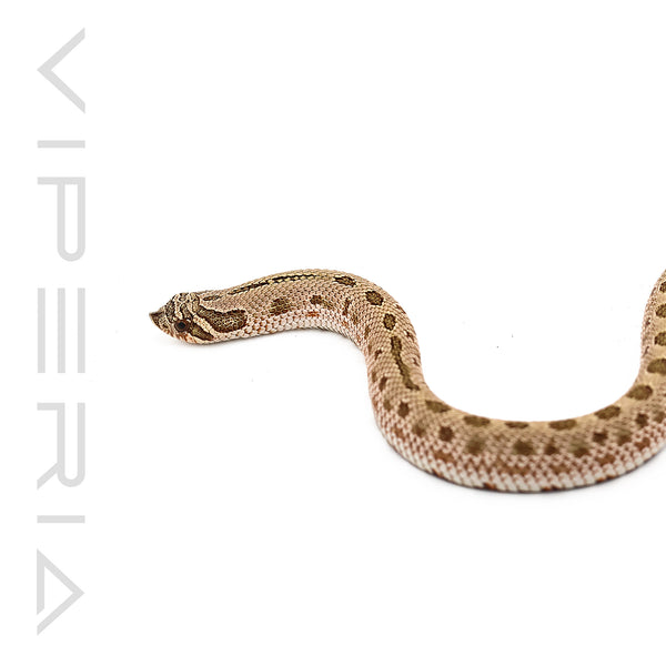 Lemon Ghost Conda Hognose