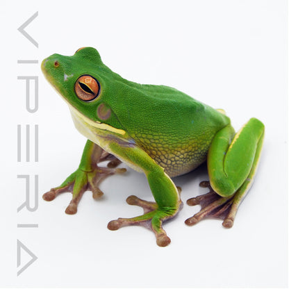 White-Lipped Tree Frog