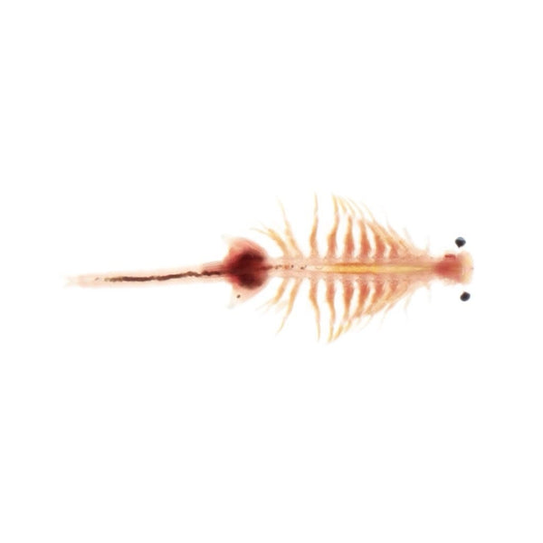 Live Brine Shrimp 100ml