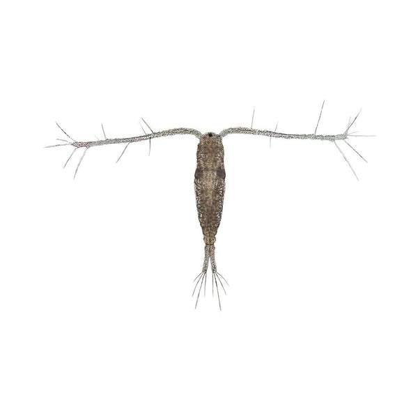 Live Copepods 100ml