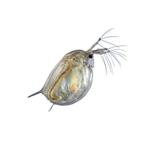 Live Daphnia 100ml
