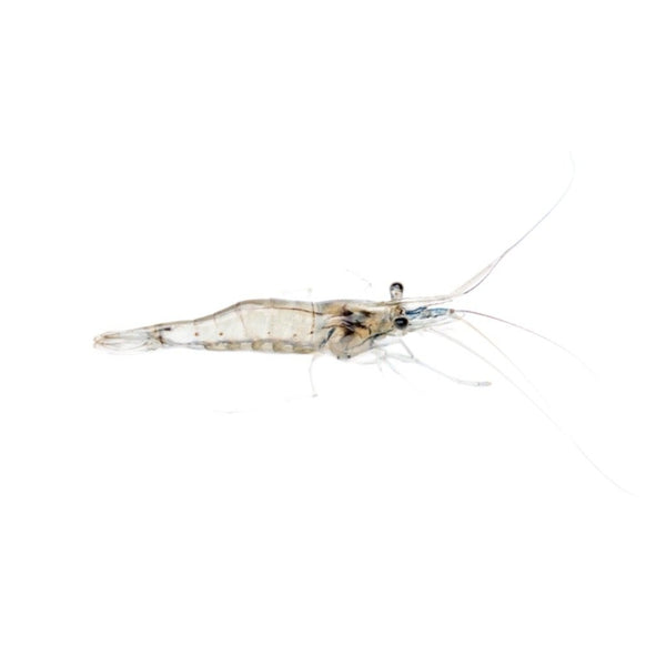 Live River Shrimp 100ml