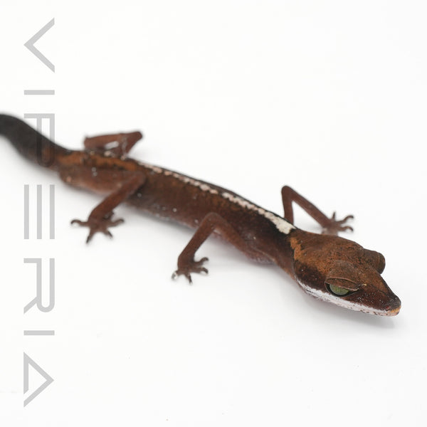 Malayan Cat Gecko