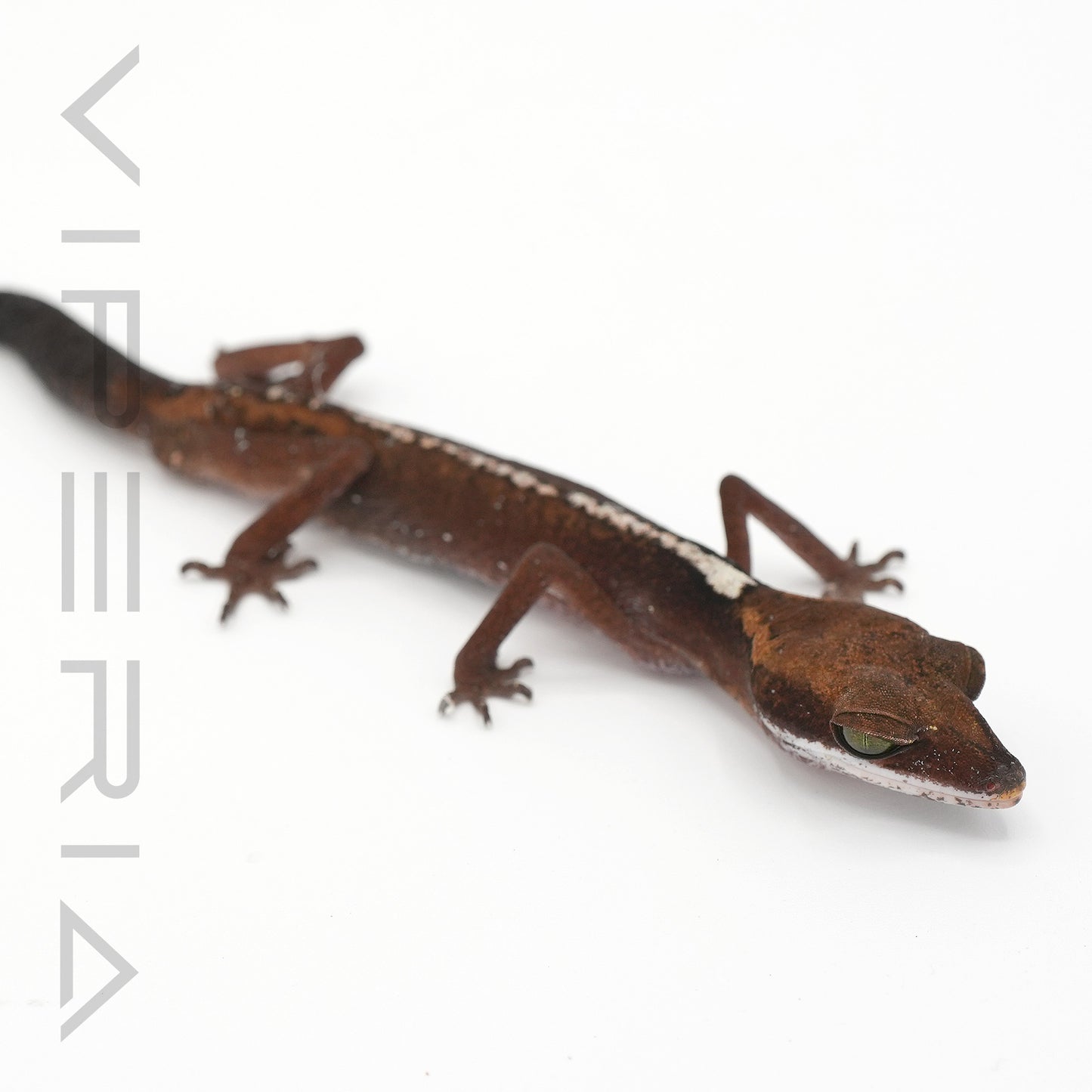 Malayan Cat Gecko