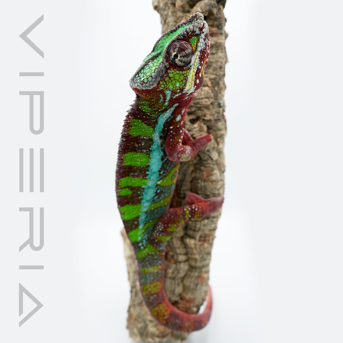 Ambilobe Panther Chameleon