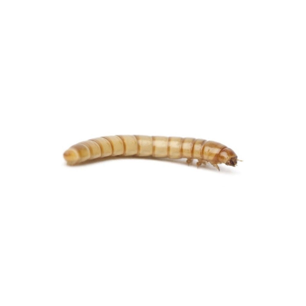 Mealworms