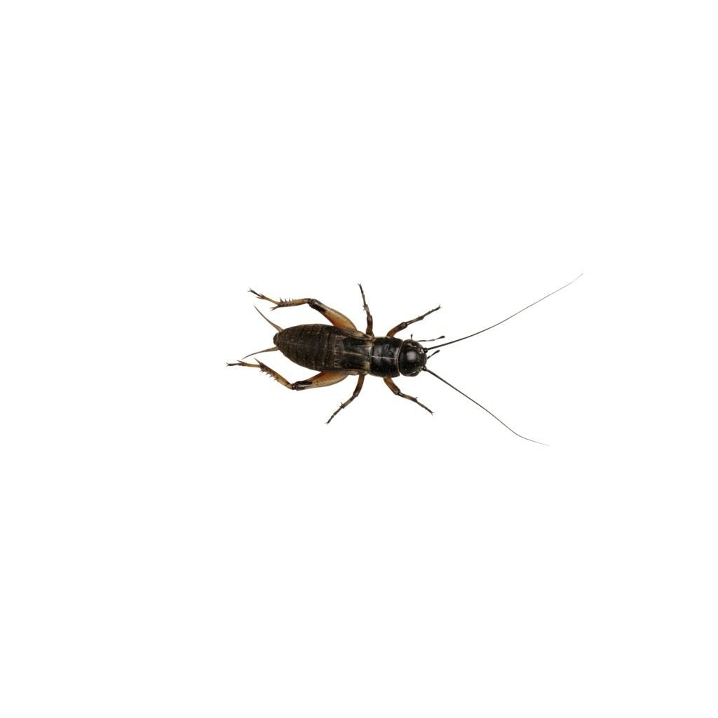 Medium Black Crickets 8-12mm