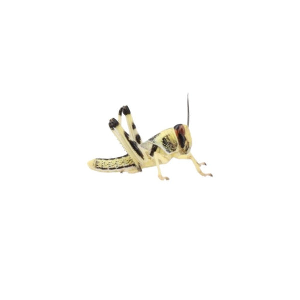 Medium Locusts 12-20mm