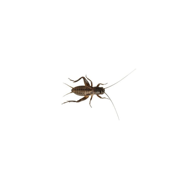 Medium Small Black Crickets 6-8mm