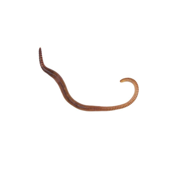 Medium Worms 70-90mm