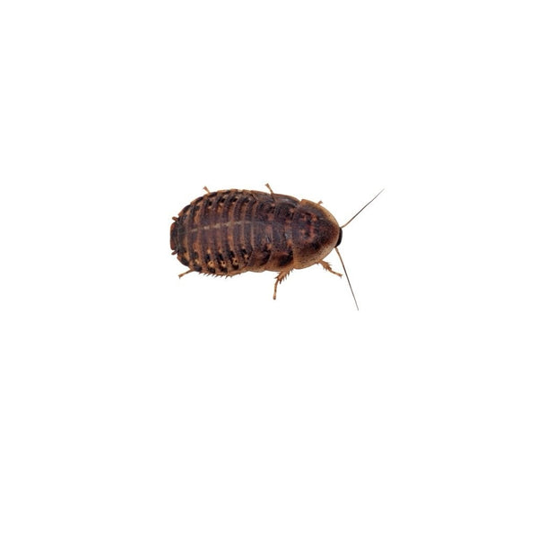 Medium Dubia Cockroaches 16-20mm