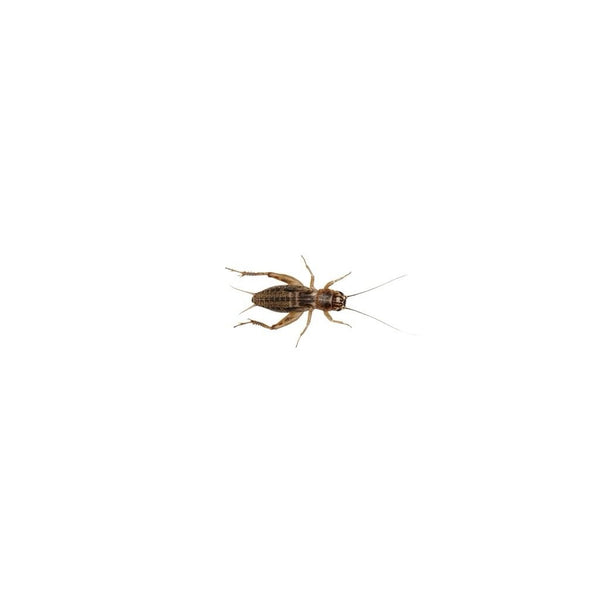Medium Silent Brown Crickets 8-12mm
