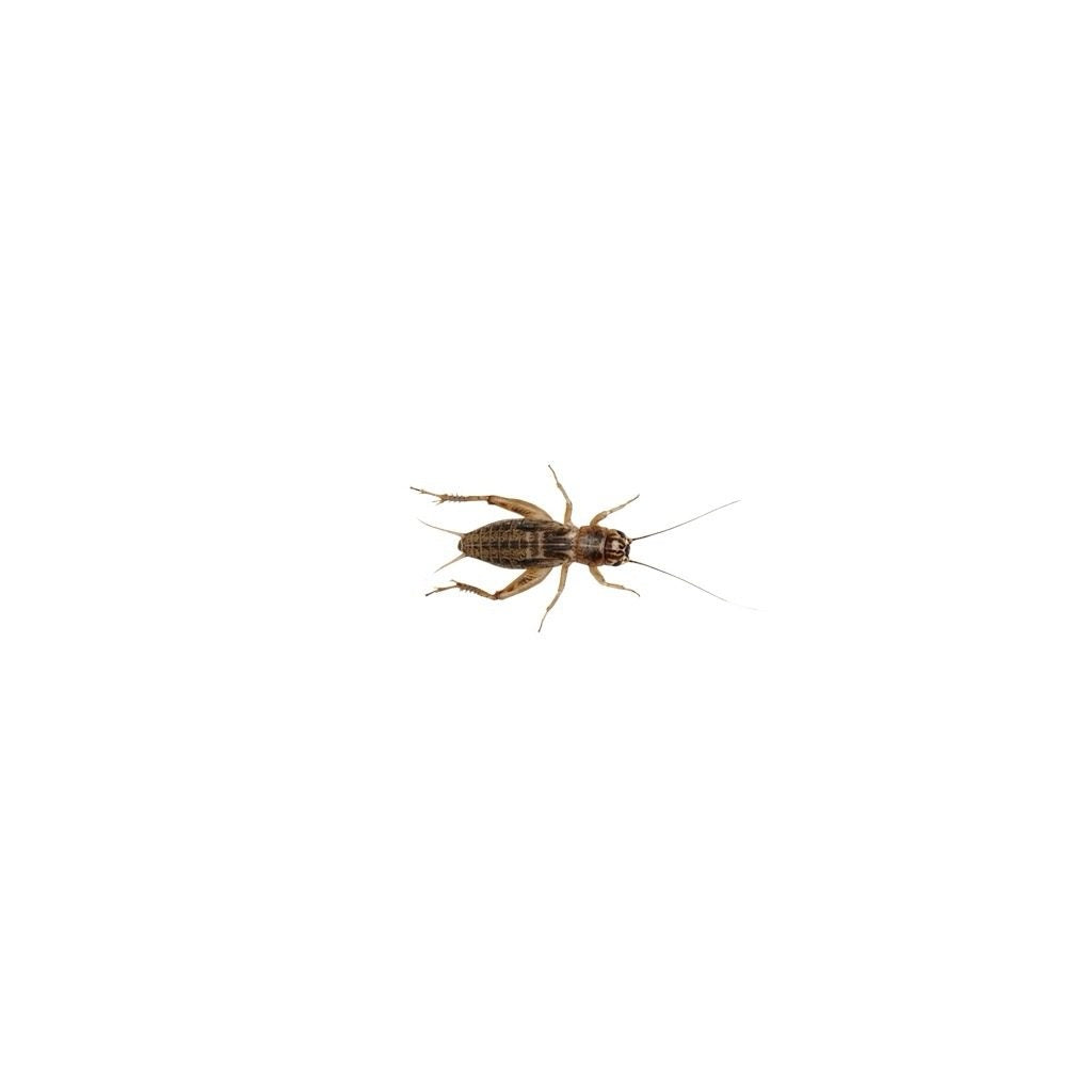 Medium Silent Brown Crickets 8-12mm