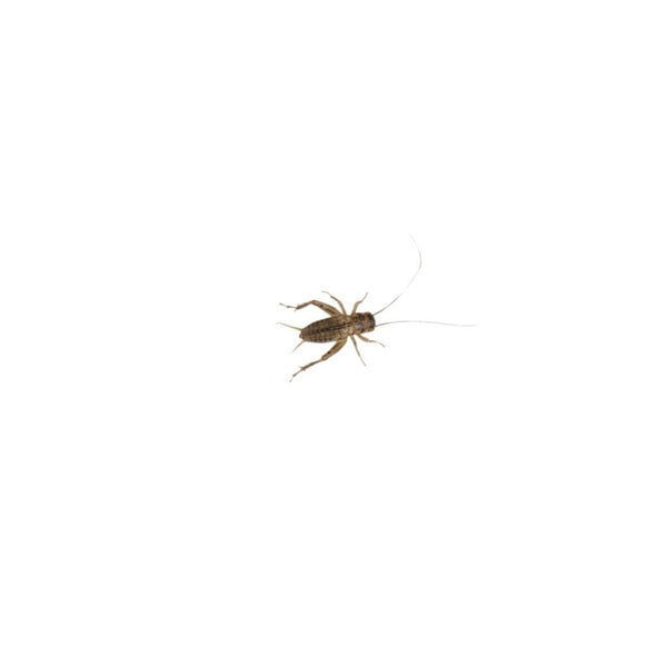 Medium Small Silent Brown Crickets 6-8mm