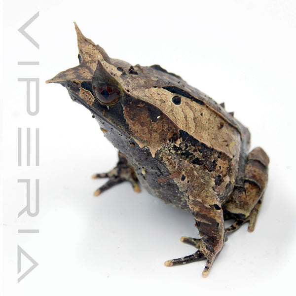 Malayan Leaf Frog