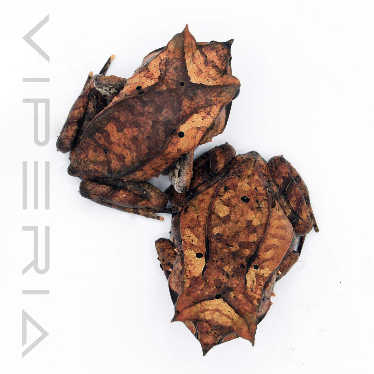 Malayan Leaf Frog