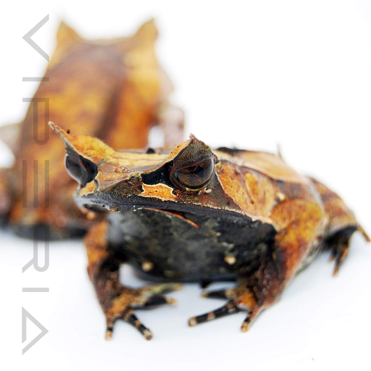 Malayan Leaf Frog