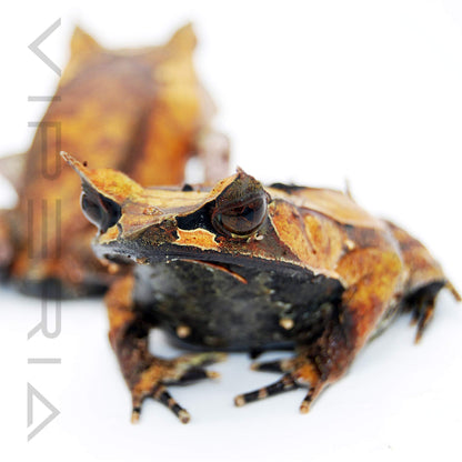 Malayan Leaf Frog