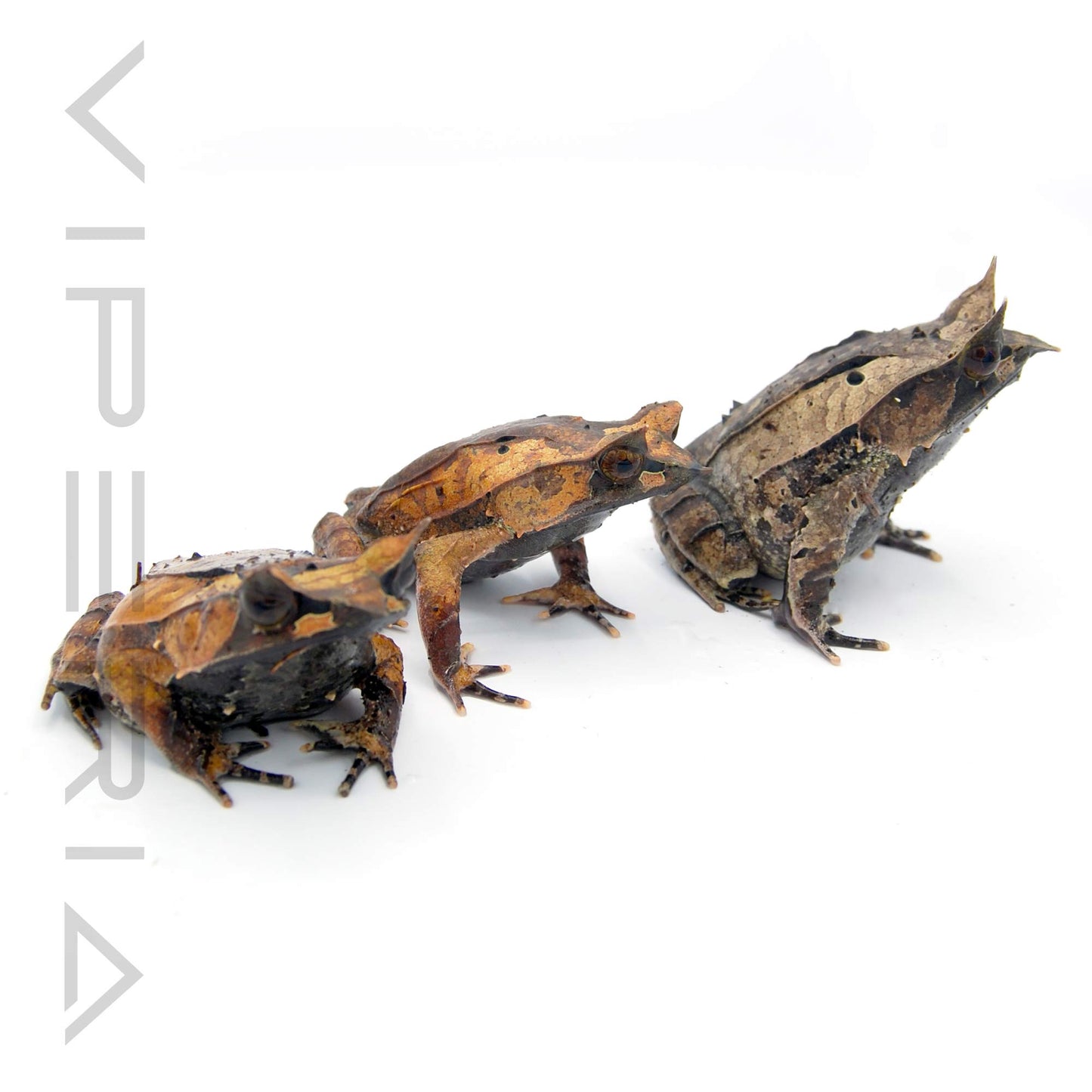 Malayan Leaf Frog