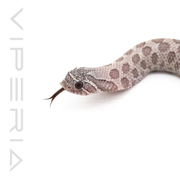Mercury 66% het Albino Hognose