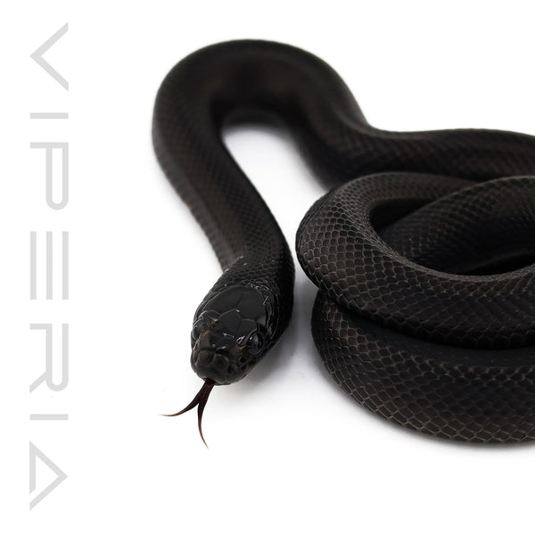 Mexican Black Kingsnake