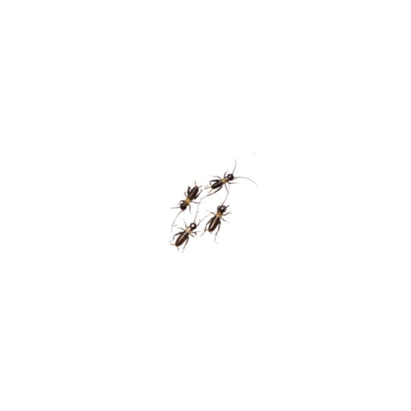 Micro Black Crickets 1-3mm - 500 Pack