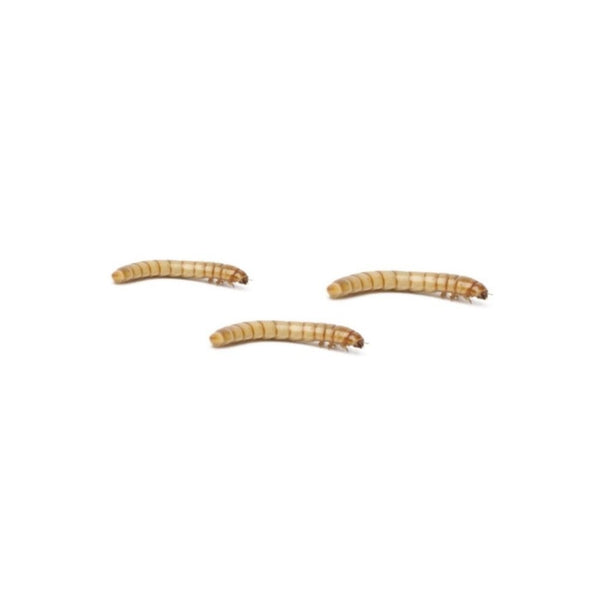 Mini Mealworms