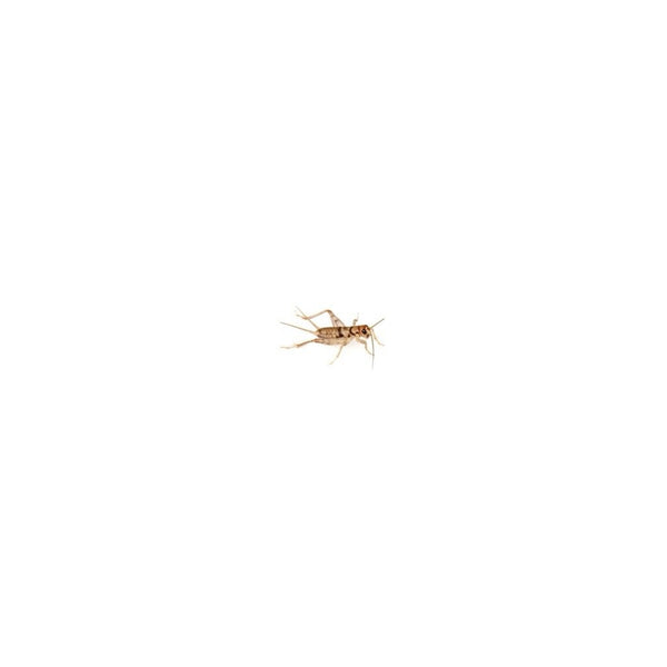 Mini Silent Brown Crickets 3-4mm