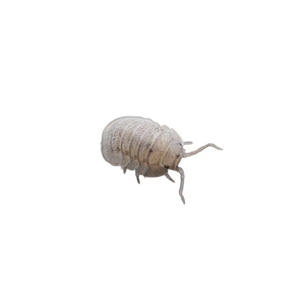 Mini Speckled Woodlice Culture