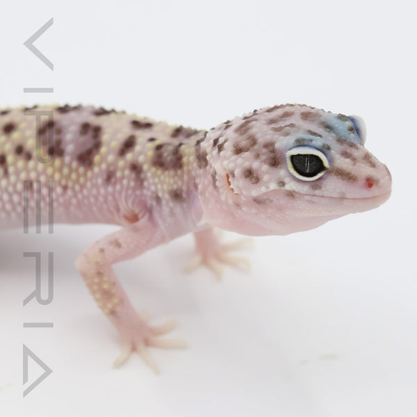 Montanus Leopard Gecko
