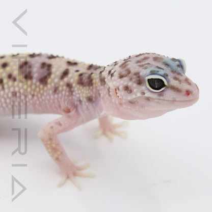 Montanus Leopard Gecko