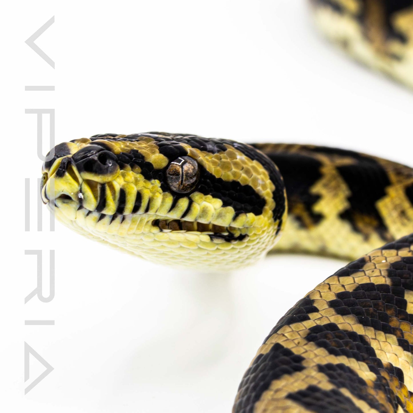 Papuan Carpet Python