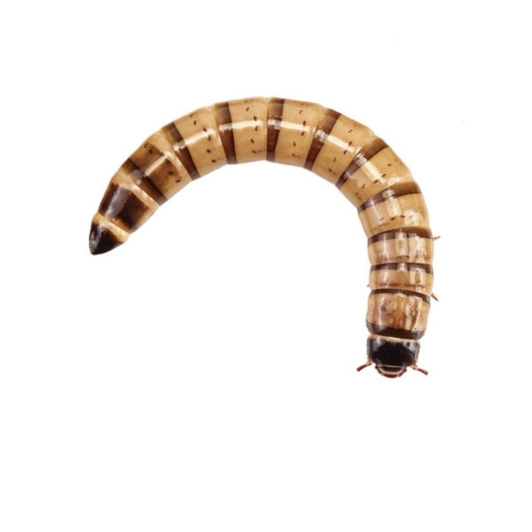 Morio Worms