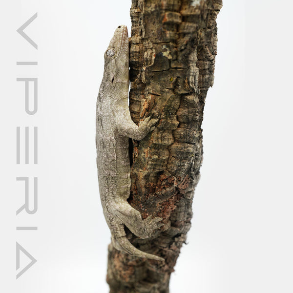 Moro Leachianus Gecko