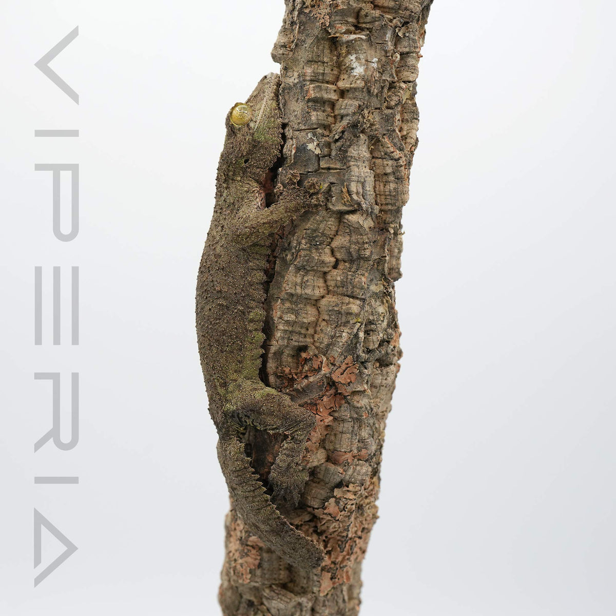 Mossy Leaf Tail Gecko
