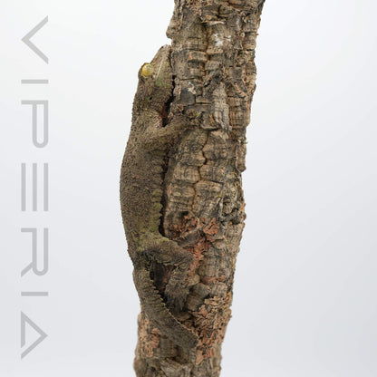Mossy Leaf Tail Gecko
