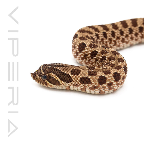 Double het Lavender Albino Hognose