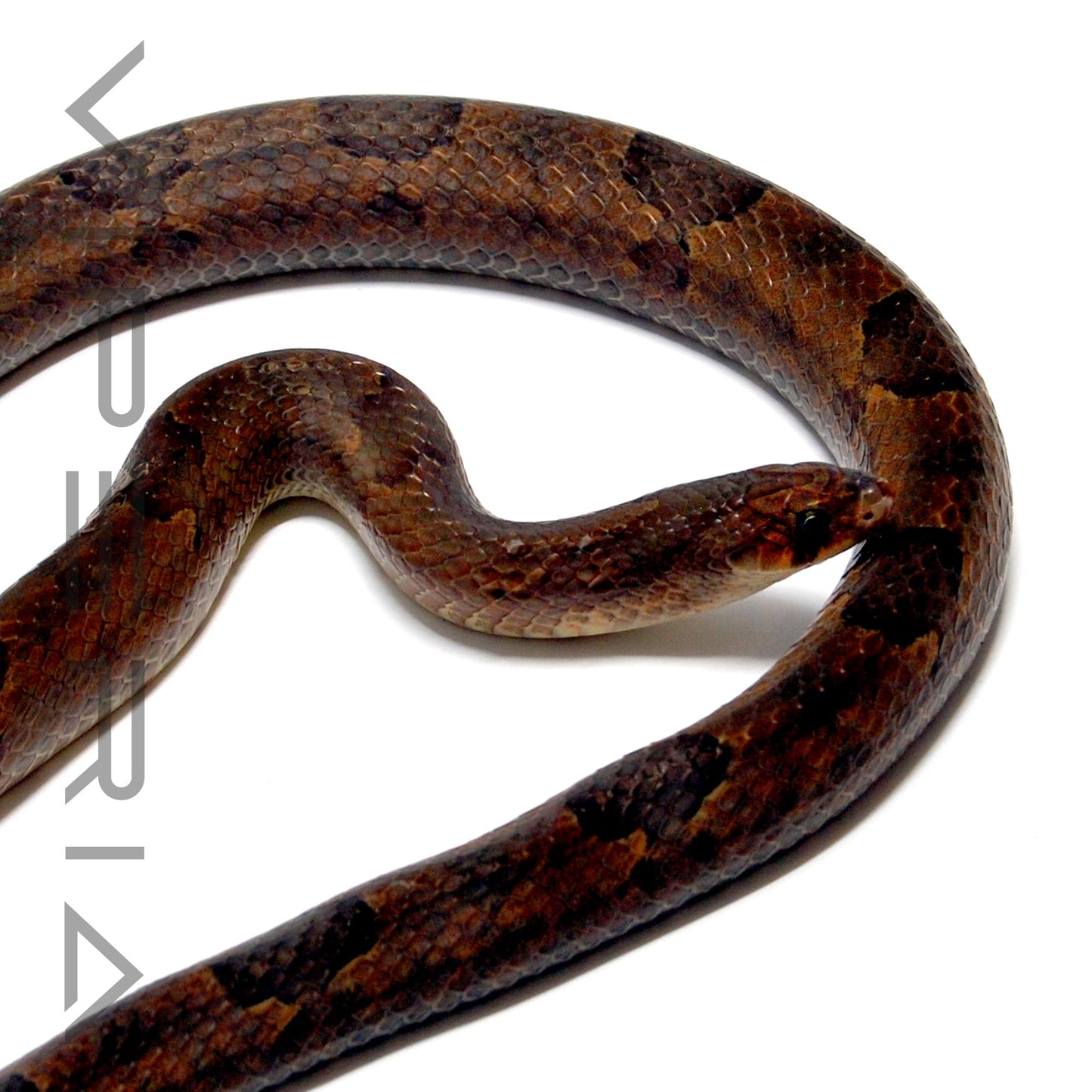 Brown Kukri Snake