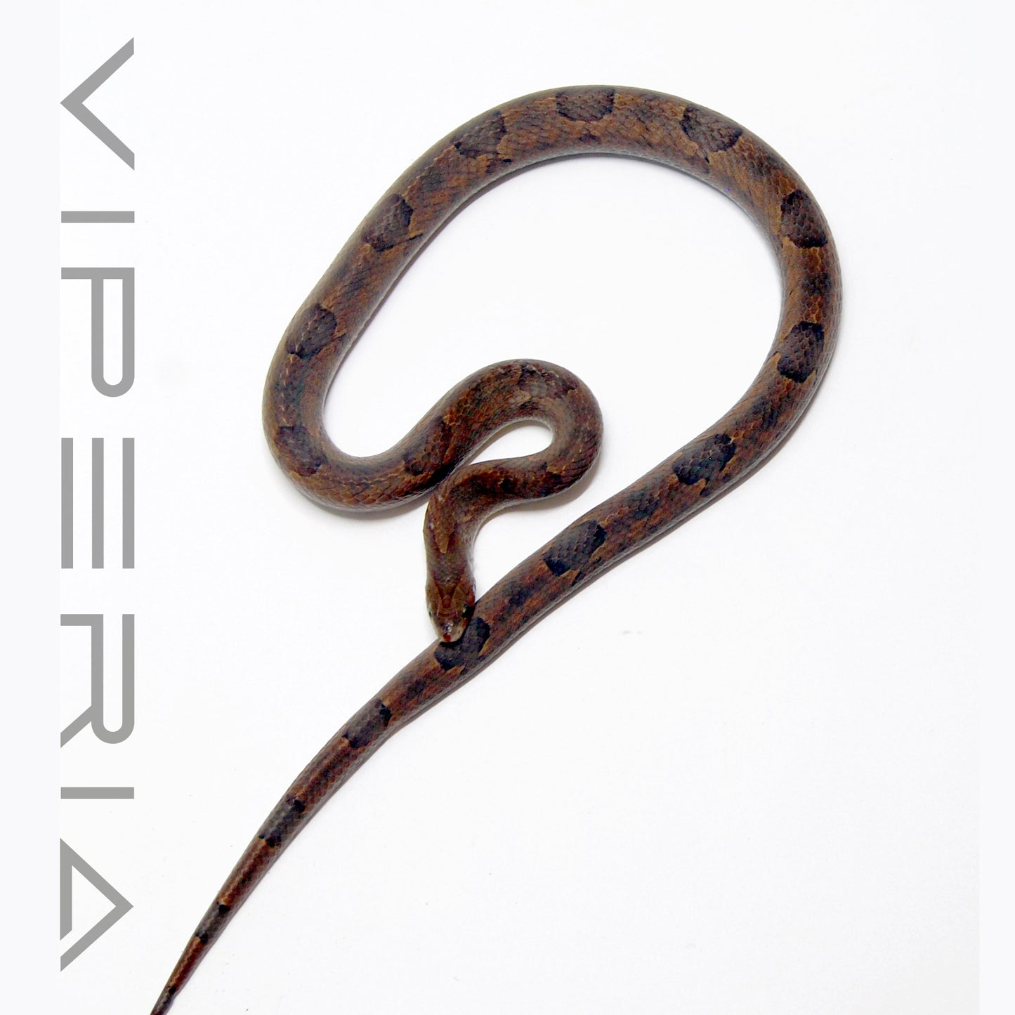 Brown Kukri Snake