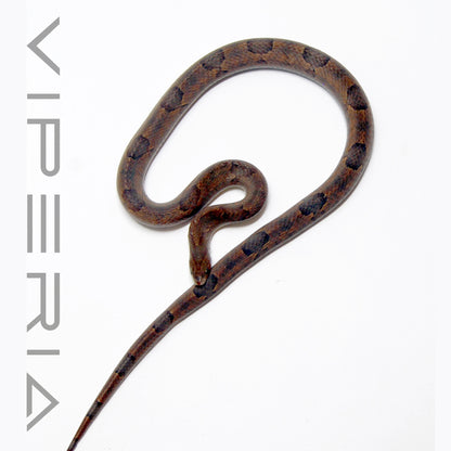 Brown Kukri Snake