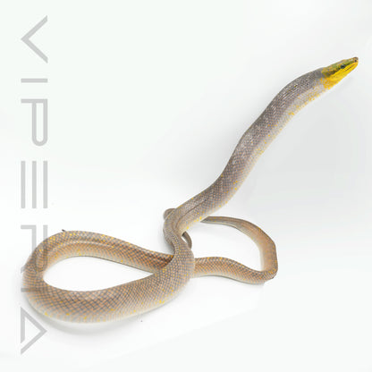Orange Red Tail Rat Snake