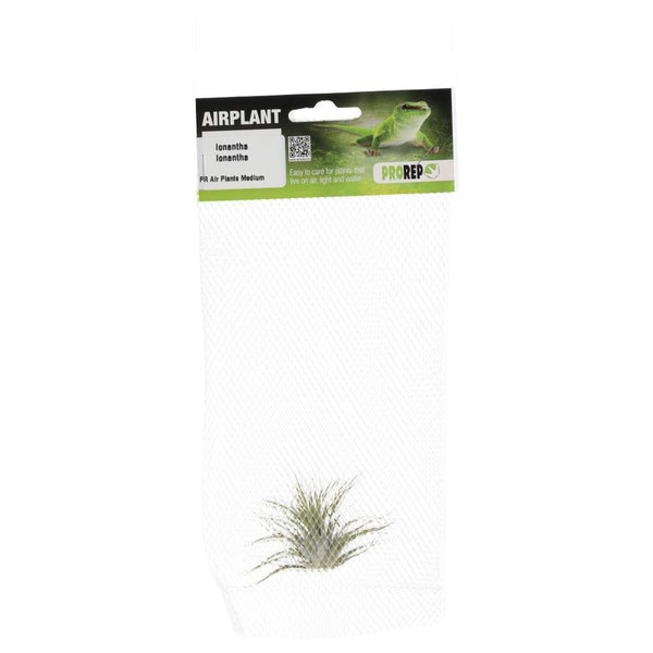Airplant - Tillandsia ionantha var. ionantha
