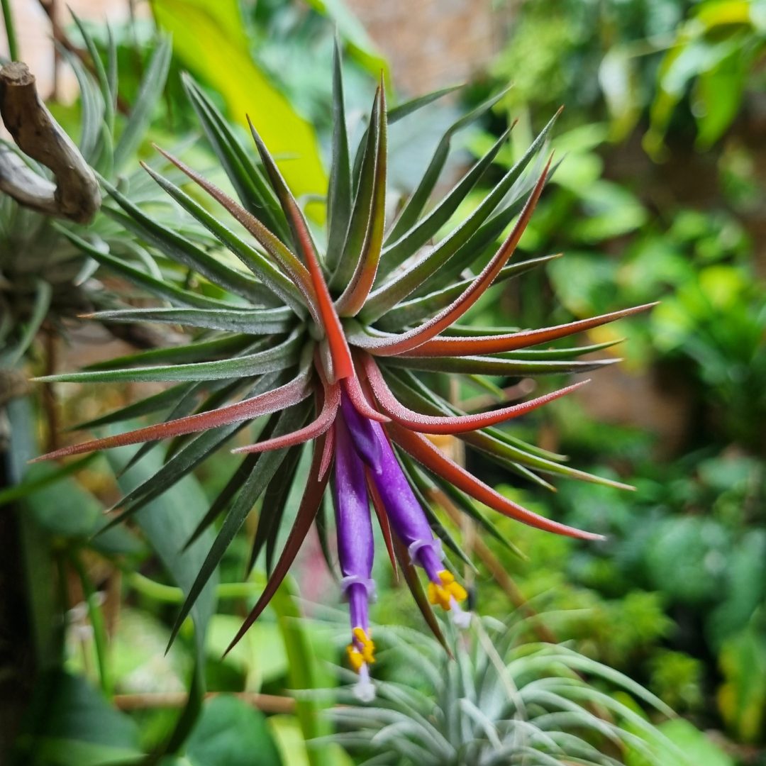 Airplant - Tillandsia ionantha var. ionantha