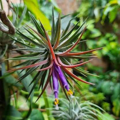 Airplant - Tillandsia ionantha var. ionantha