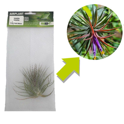 Airplant - Tillandsia ionantha var. ionantha